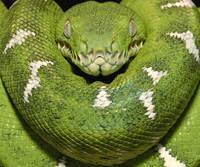 pic for Emerald Tree Boa Amazon Equador 960x800